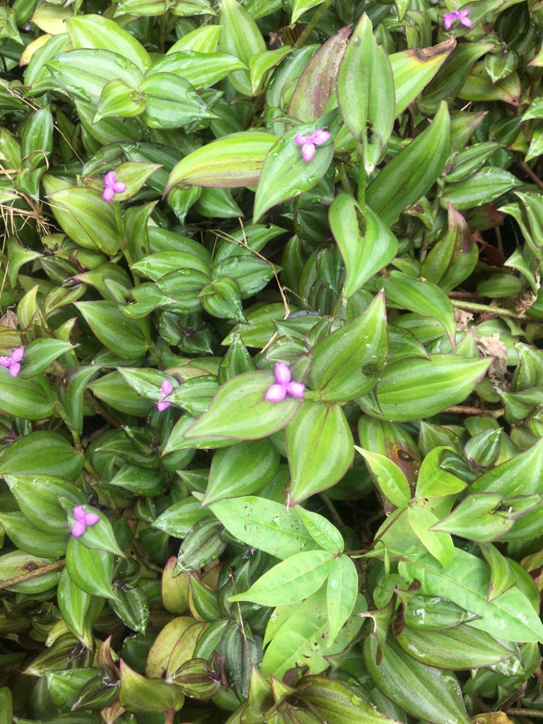 Tradescantia