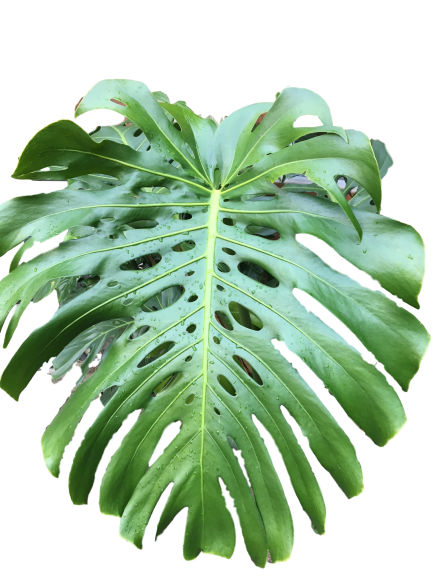 Monsteira deliciosa