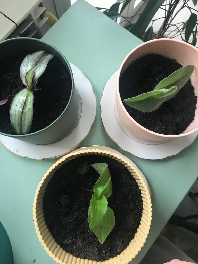 riprodurre la Tradescantia
