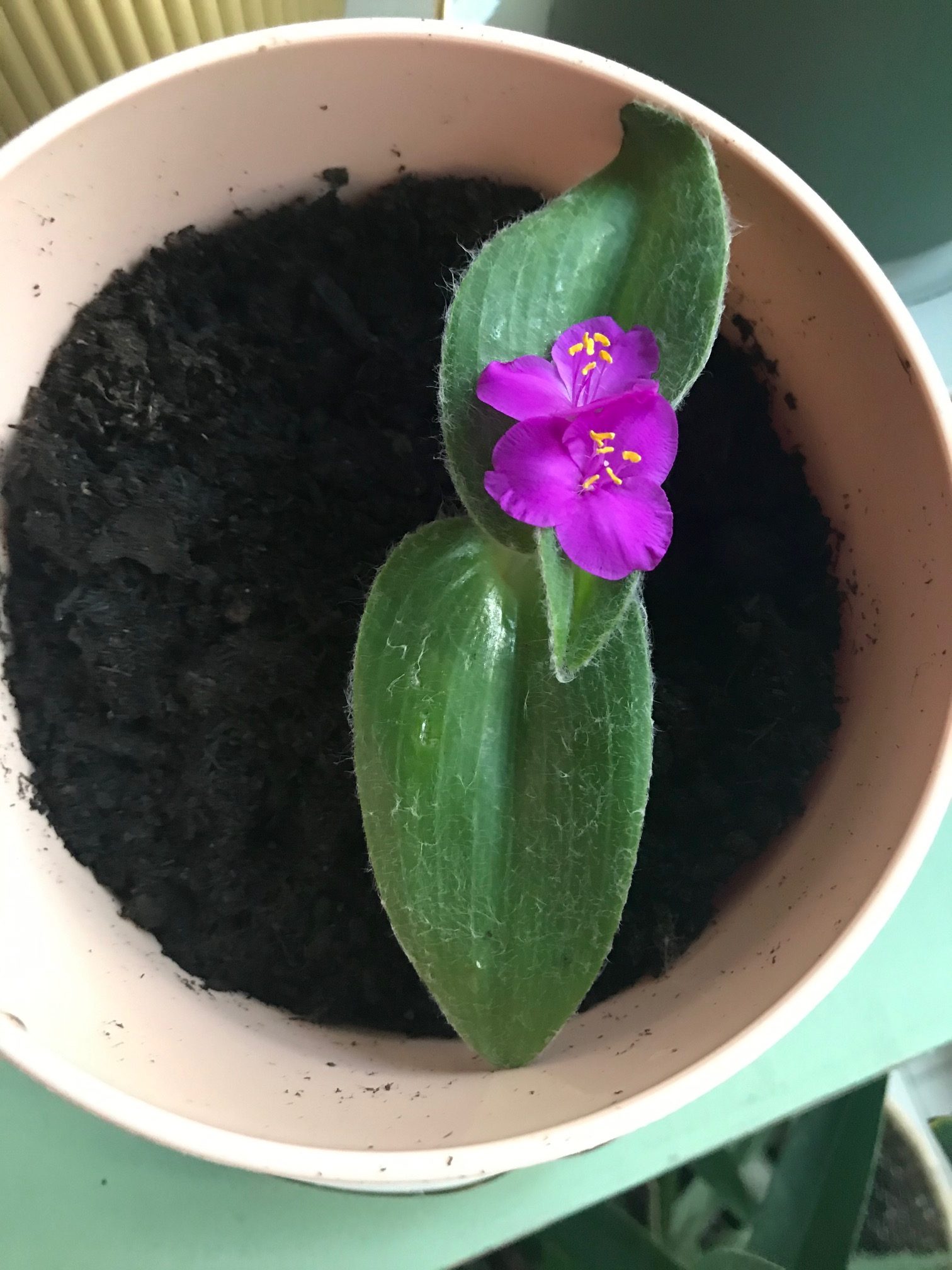 Tradescantia