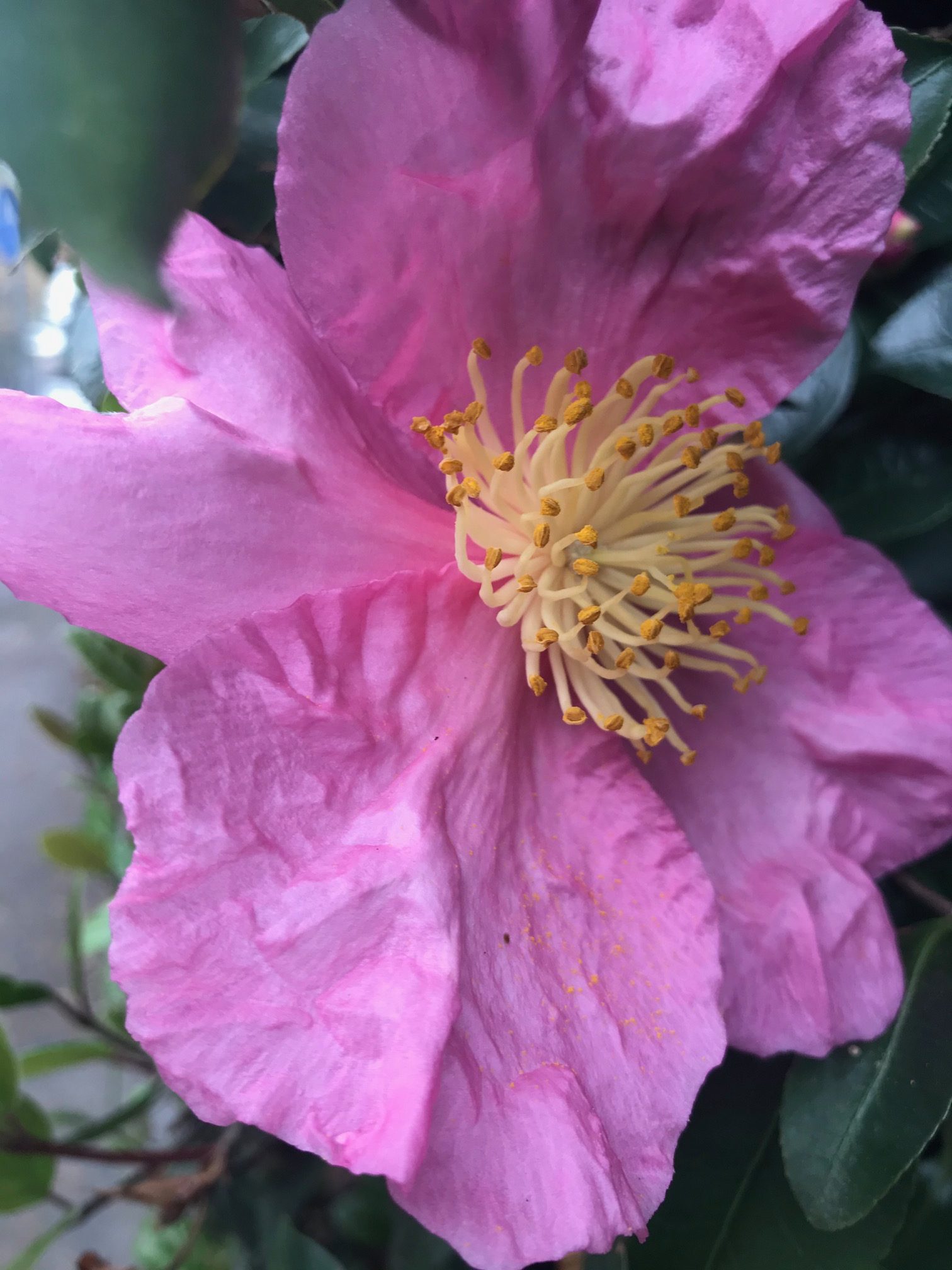 Camellia sasanqua