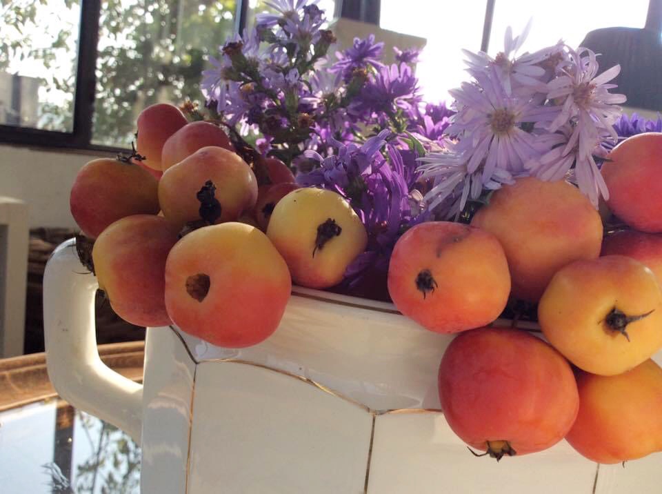 Bacche d'autunno (frutti di Malus)