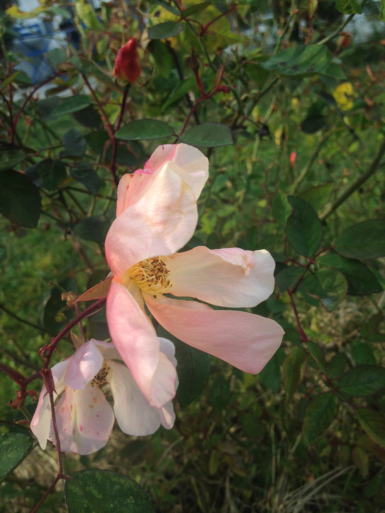 Rosa mutabilis in inverno