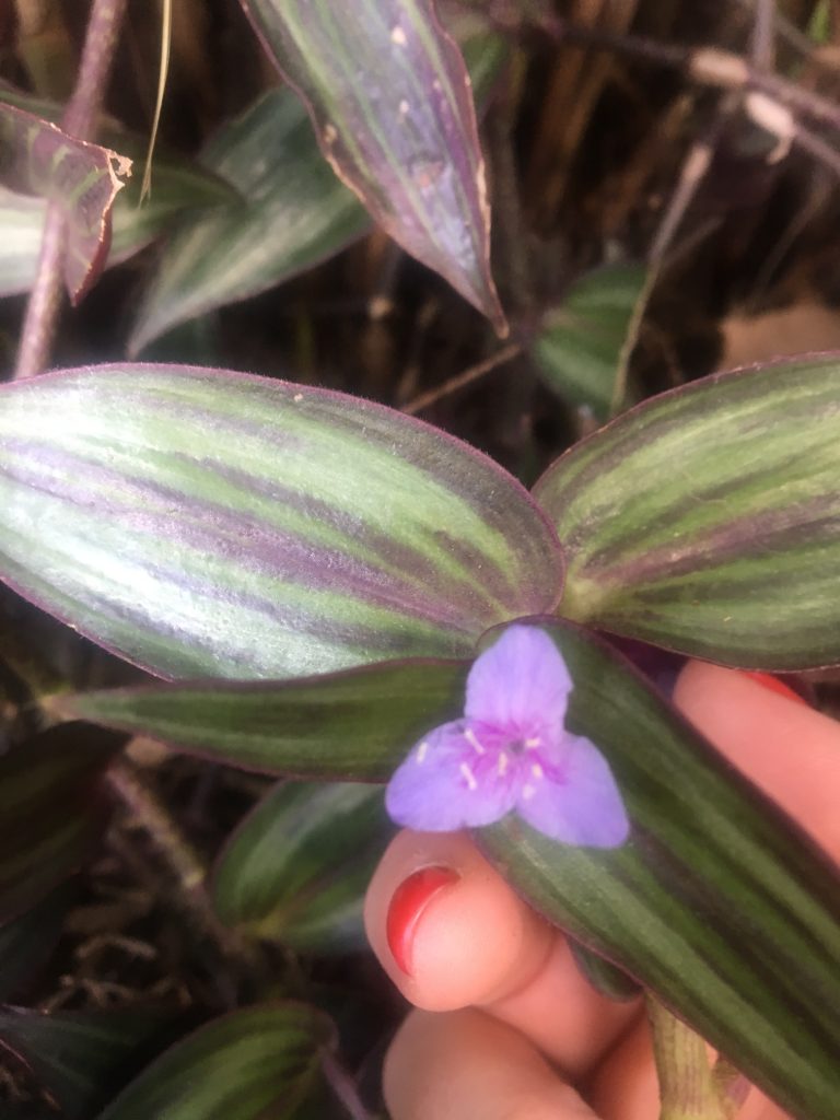 Tradescantia