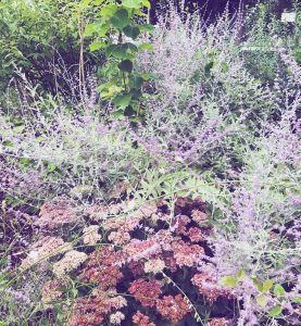 Perovskia e Sedum