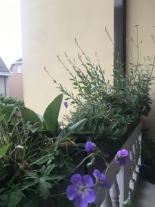 progettazione terrazzo - erbacee perenni 