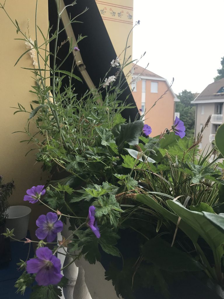 progettazione terrazzi con erbacee perenni