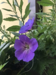 progettazione terrazzo - geranium rozanne