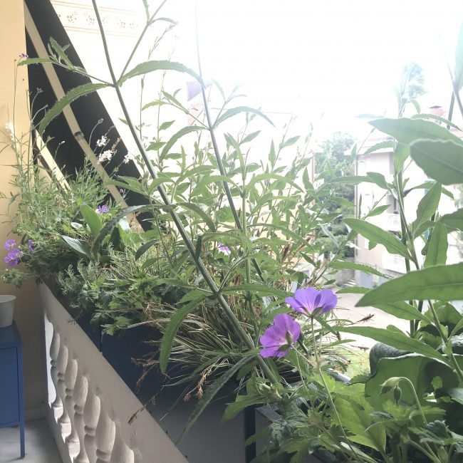 progettazione terrazzi con erbacee perenni