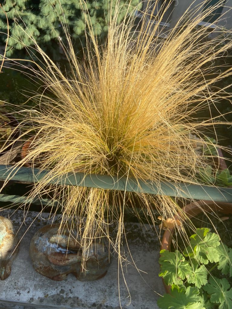 Stipa tenuissima in inverno
Sempreverdi perfetti per davanzali