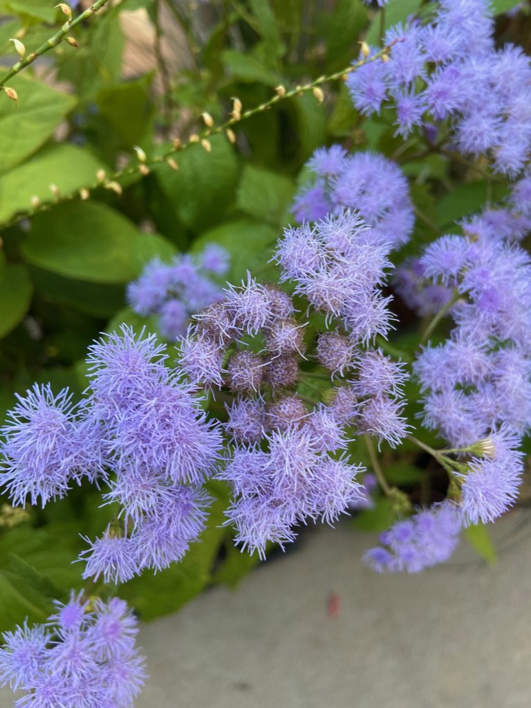 Eupatorium coelestinum, erbacea perenn dalla meravigliosa fioritura blu invernale.