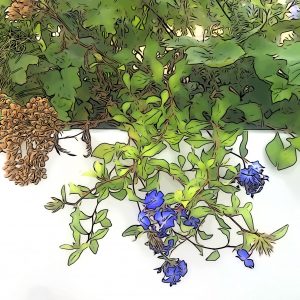 Combinazioni vasi e piante