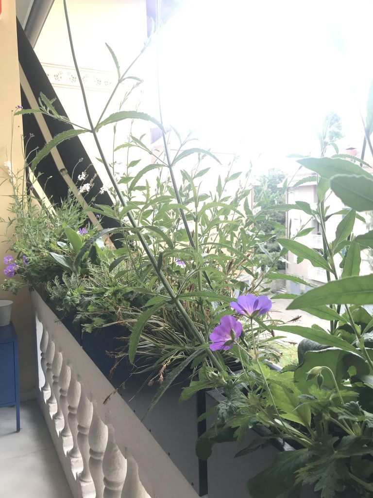 Graminacee in vaso su un davanzale (Carex morrowi)